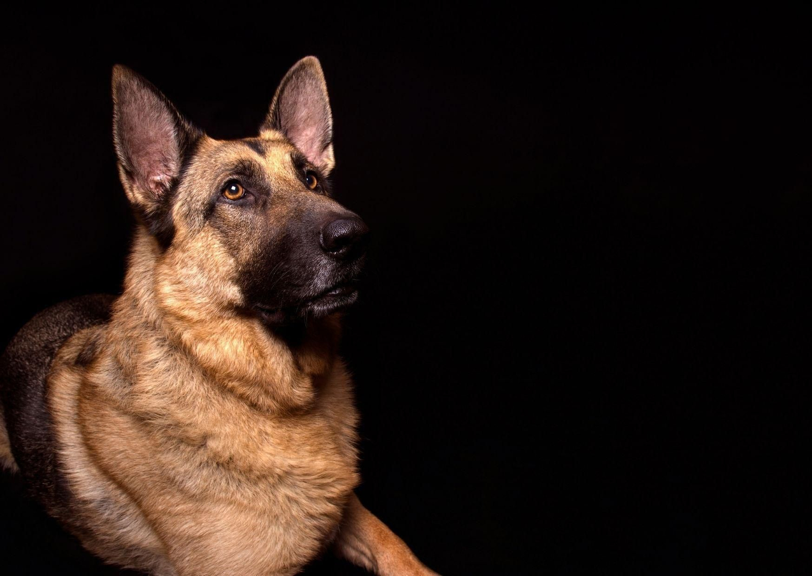 Soco, el perro del Ejército que huele la covid