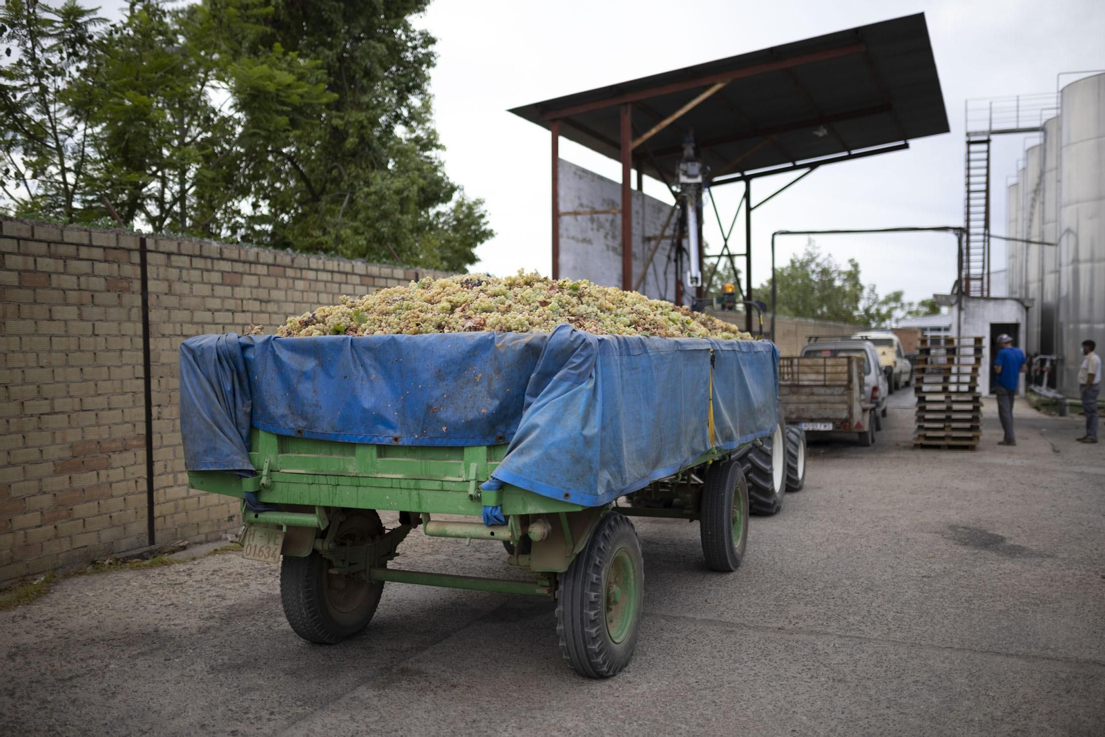 Imágenes de la vendimia en el Condado de Huelva