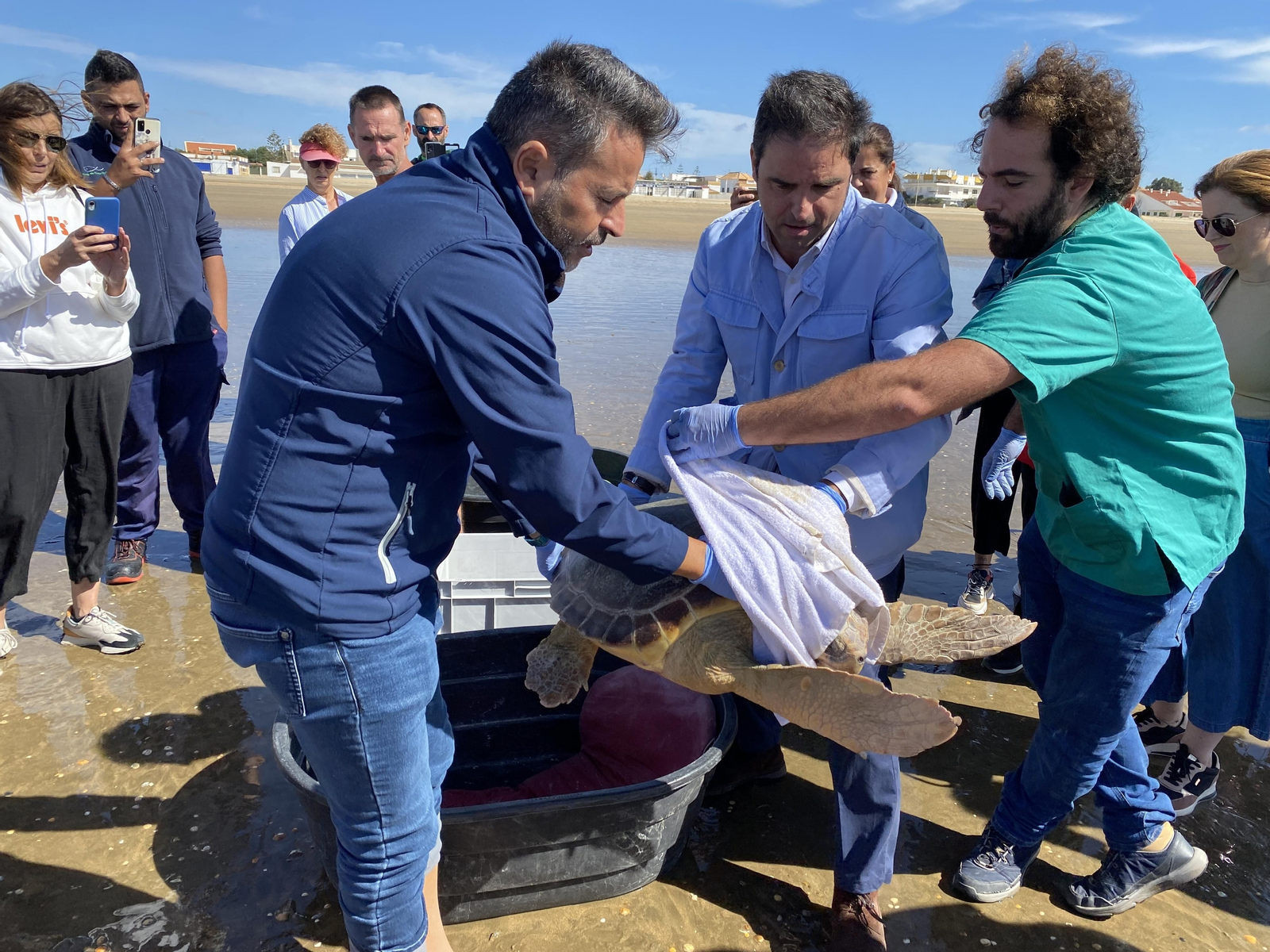 Una de las tortugas marinas liberadas.