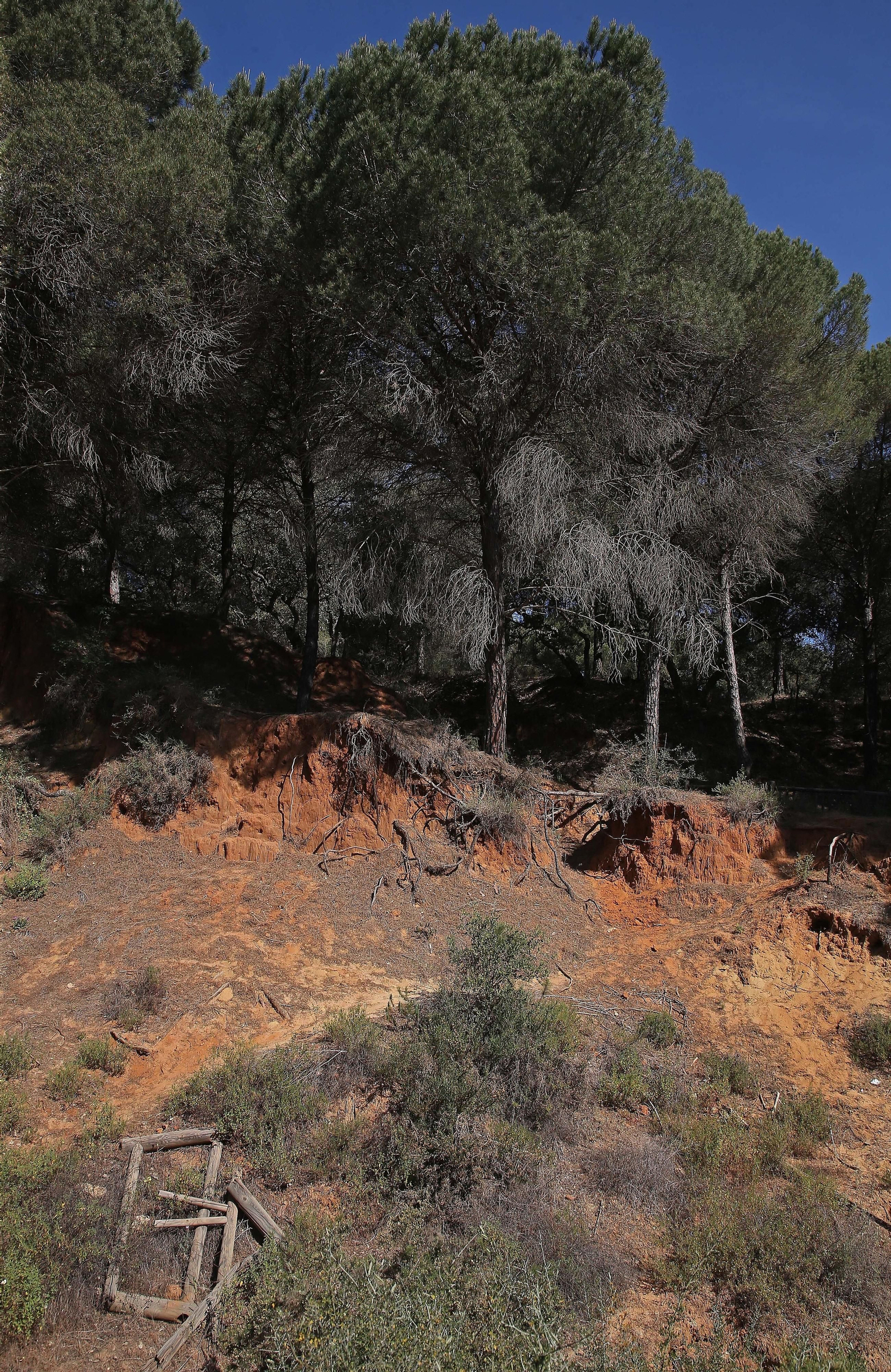 El Pinar del Rey de San Roque, en imágenes