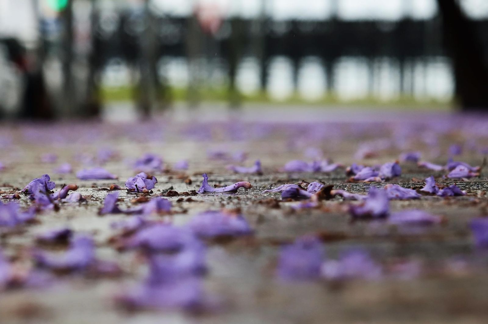 Tarde de lluvia en imágenes