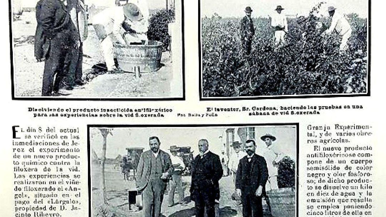 Medidas contra la filoxera en Jerez, 1904.