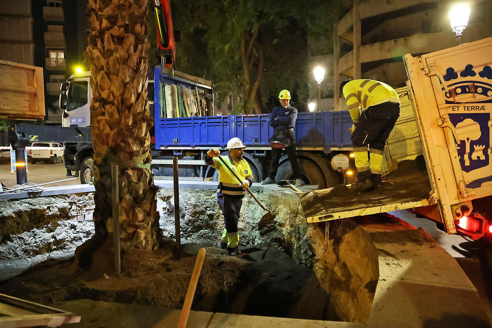 Las mejores imágenes de la plantación de la nueva palmera de Huelvaga