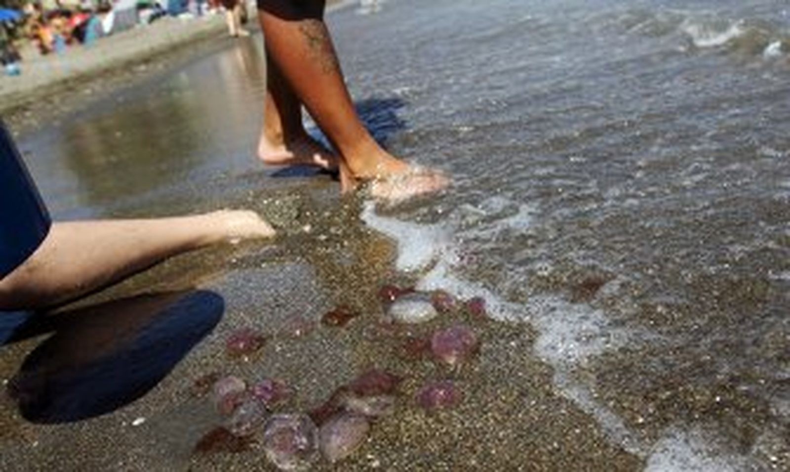 Más medusas este verano