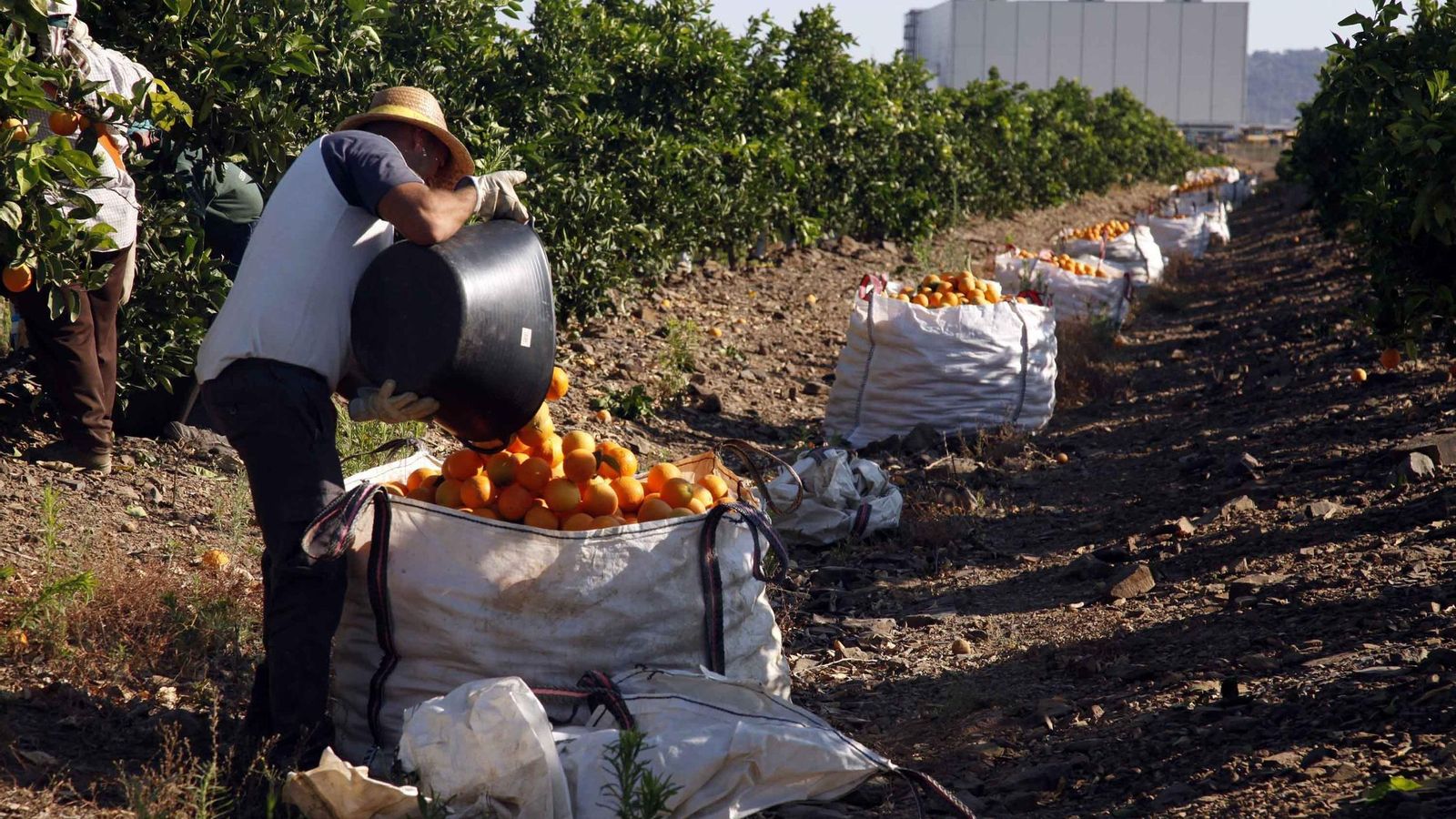 Recogida de naranja en una finca del Andévalo Recogida de naranja en una finca del Andévalo