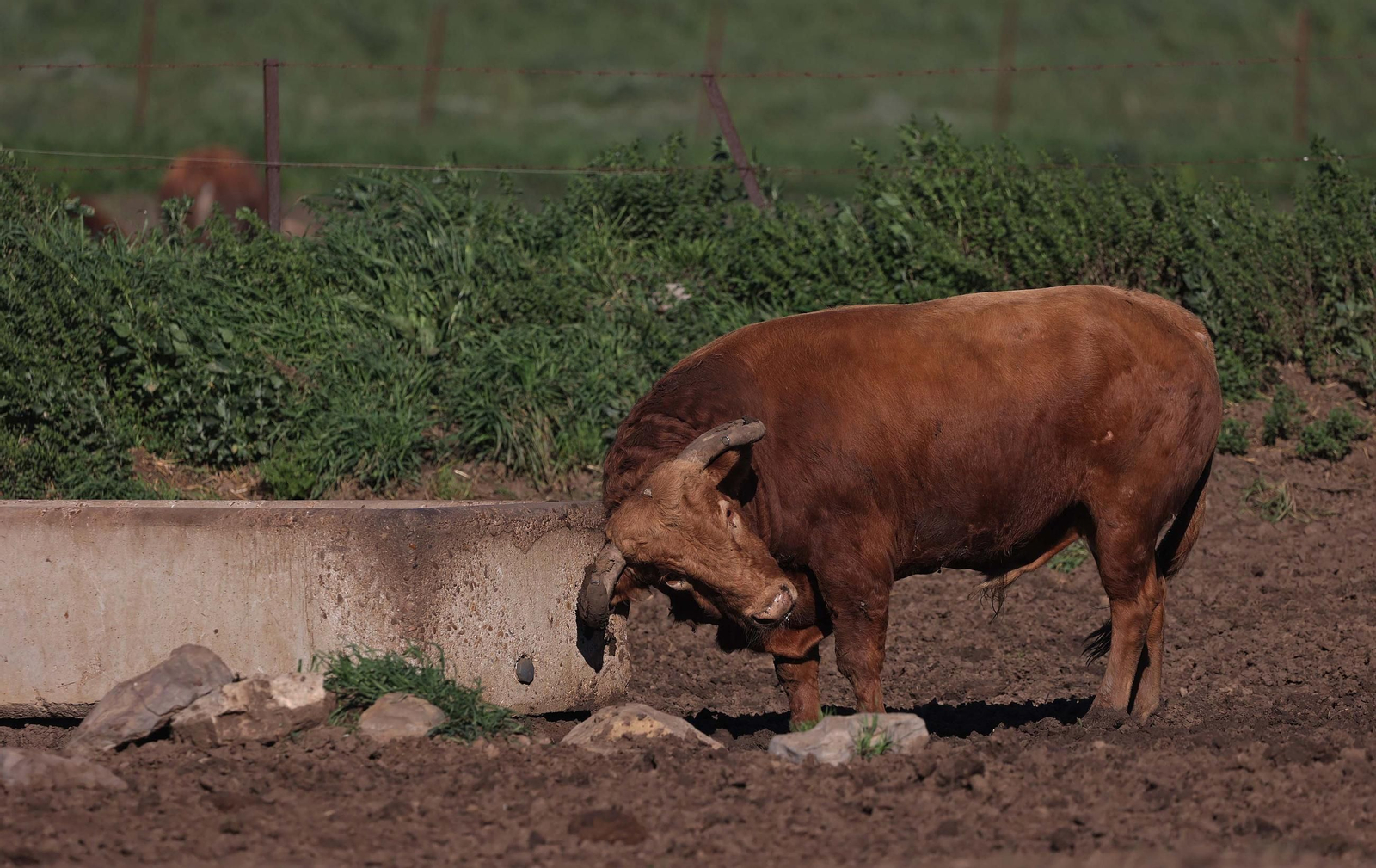 Los toros de La Palmosilla repiten en Pamplona por quinto San Fermín consecutivo, en imágenes