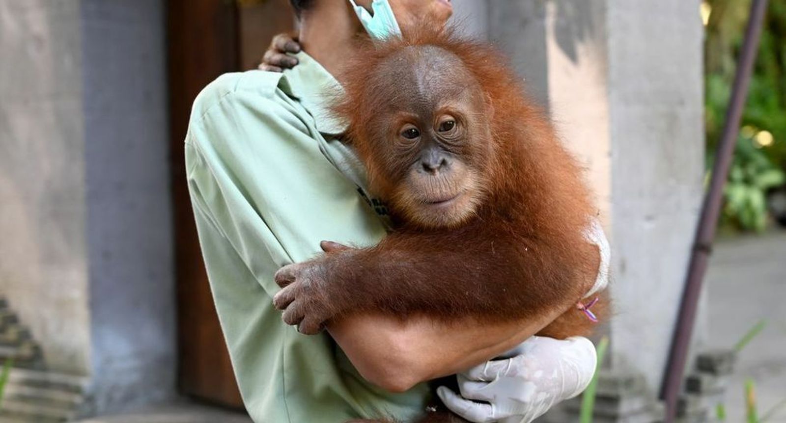 'Bonbón', el orangután hallado en una maleta en Bali, regresa a su isla natal