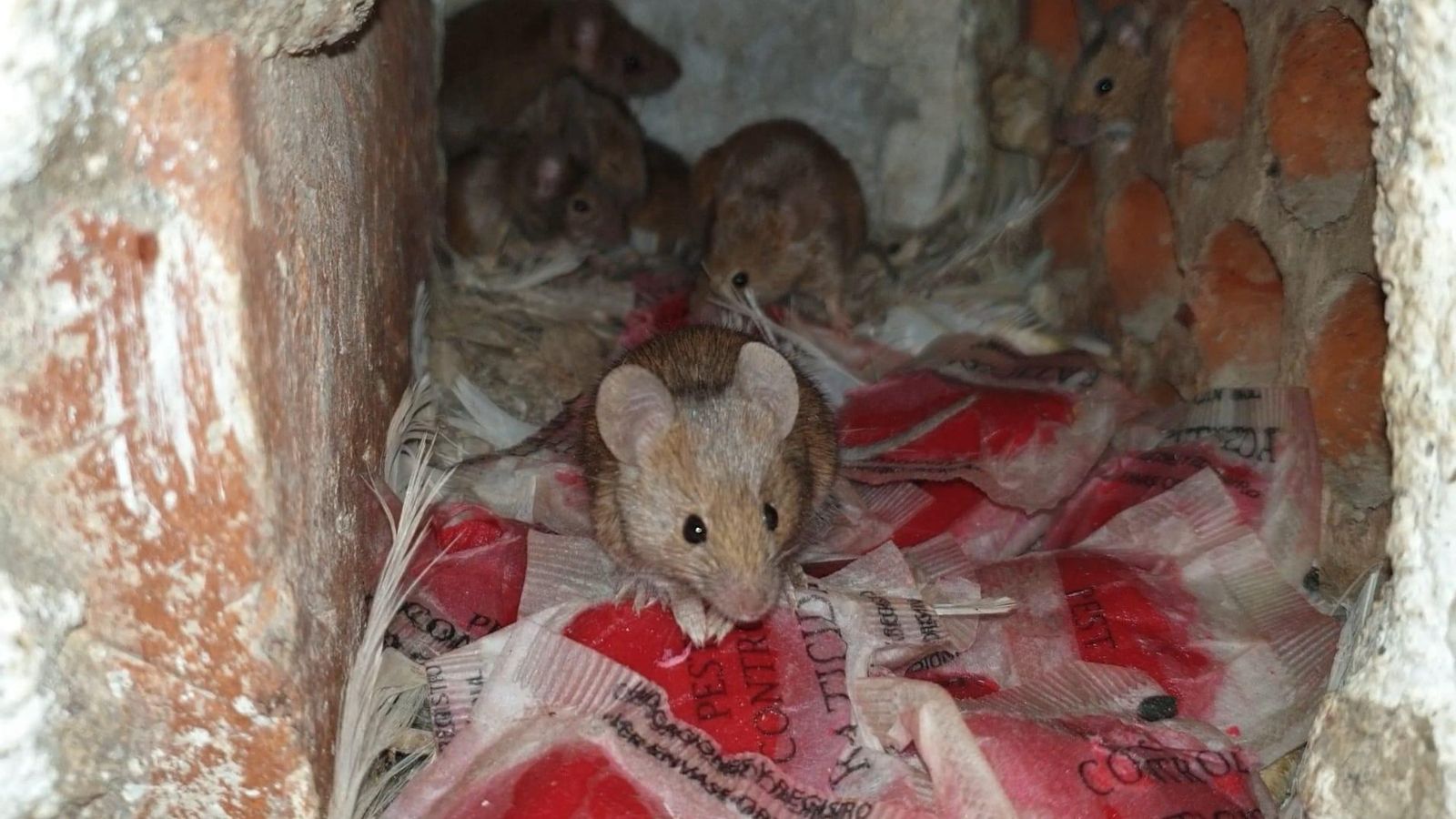 Ratas en una campaña de control de plagas