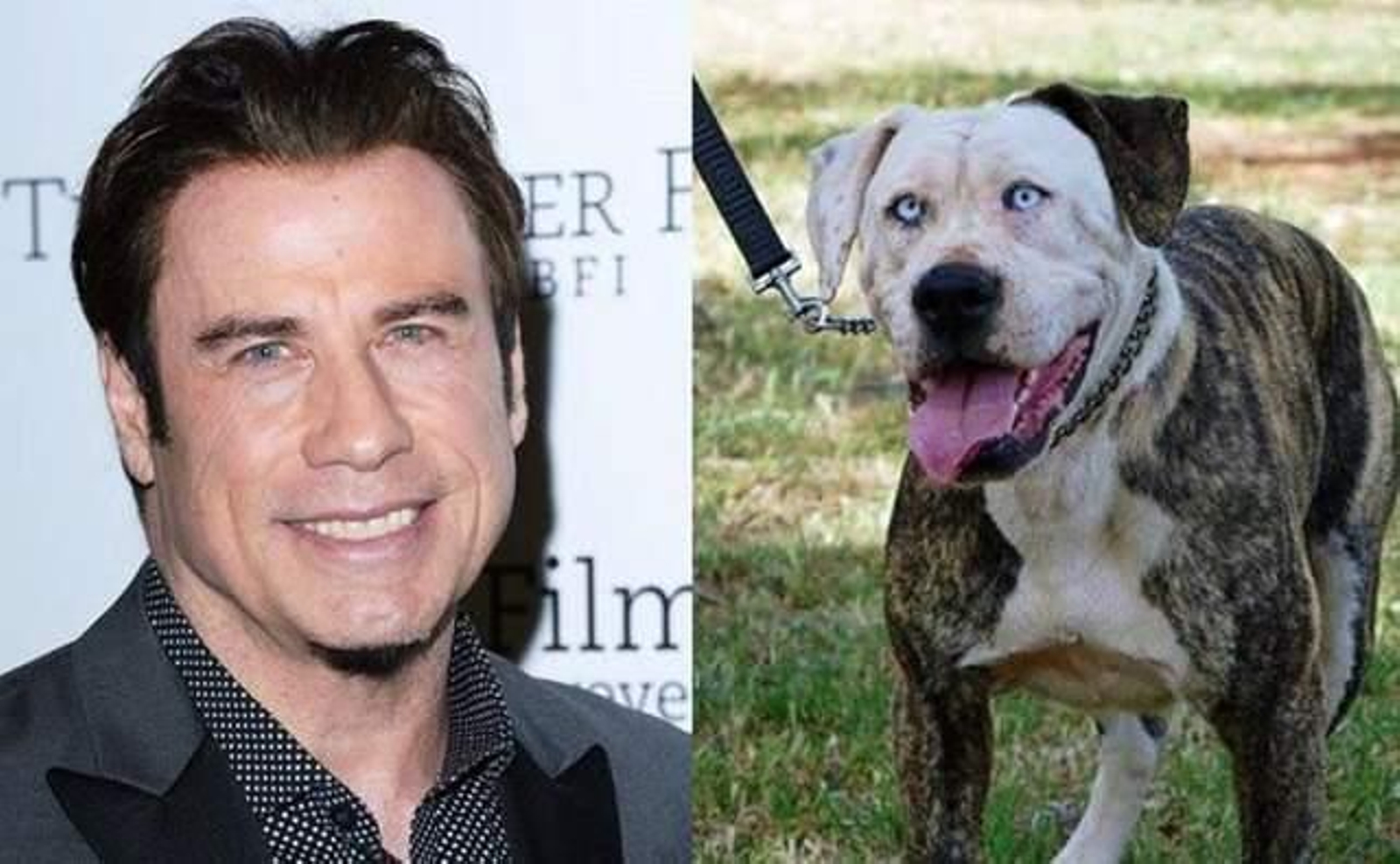 John Travolta podría identificarse perfectamente con este 'pit bull' de ojos azules.
