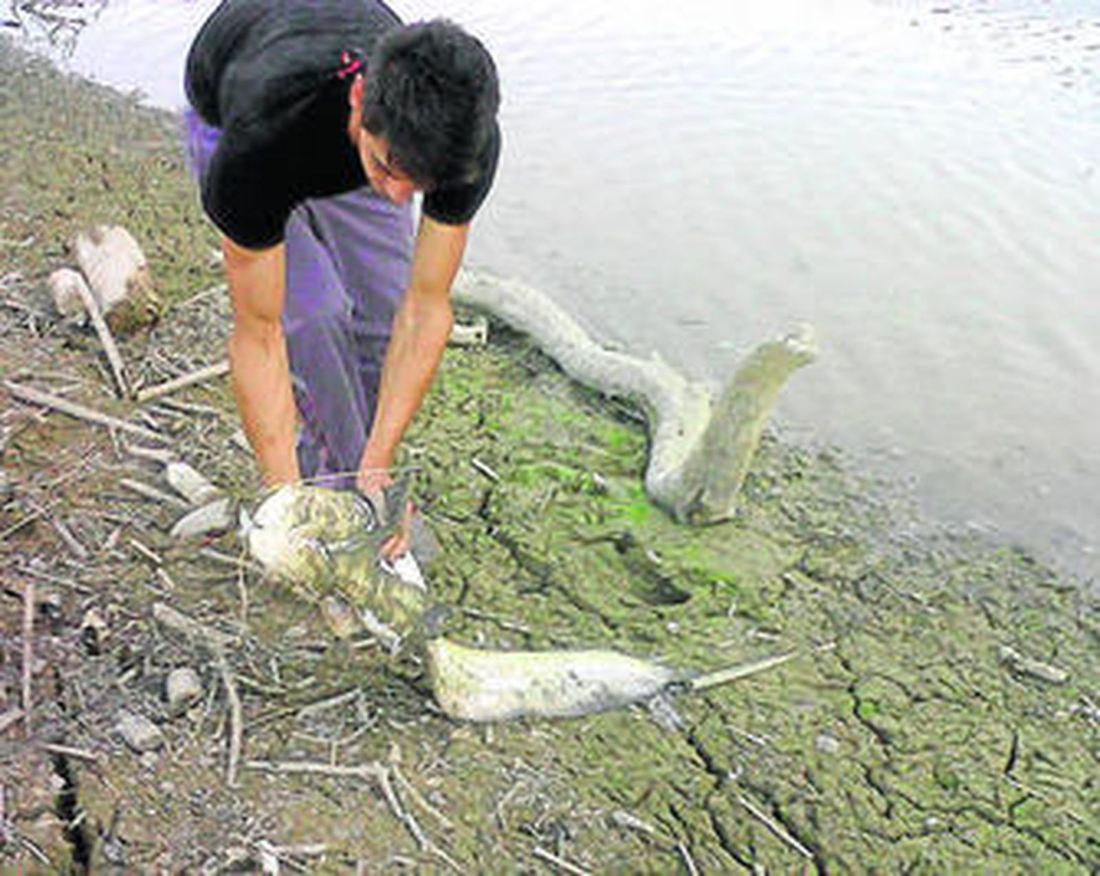 El sirulo se ha convertido en el pez que más encuentran los pescadores en el Pantano de Iznájar.