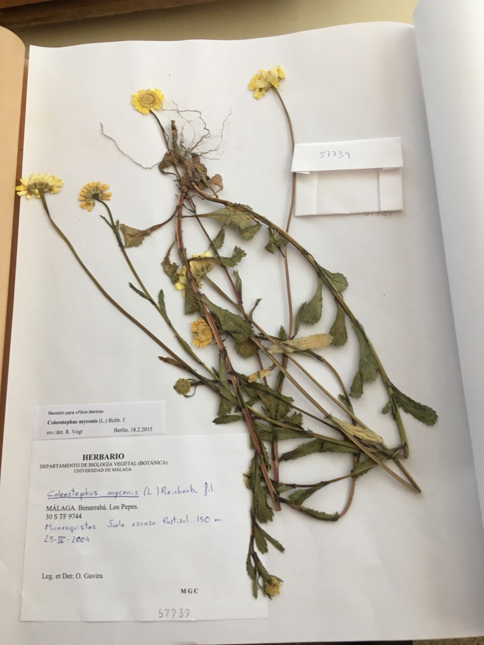 Uno de los pliegos del herbario dirigido por Baltasar Cabezudo.