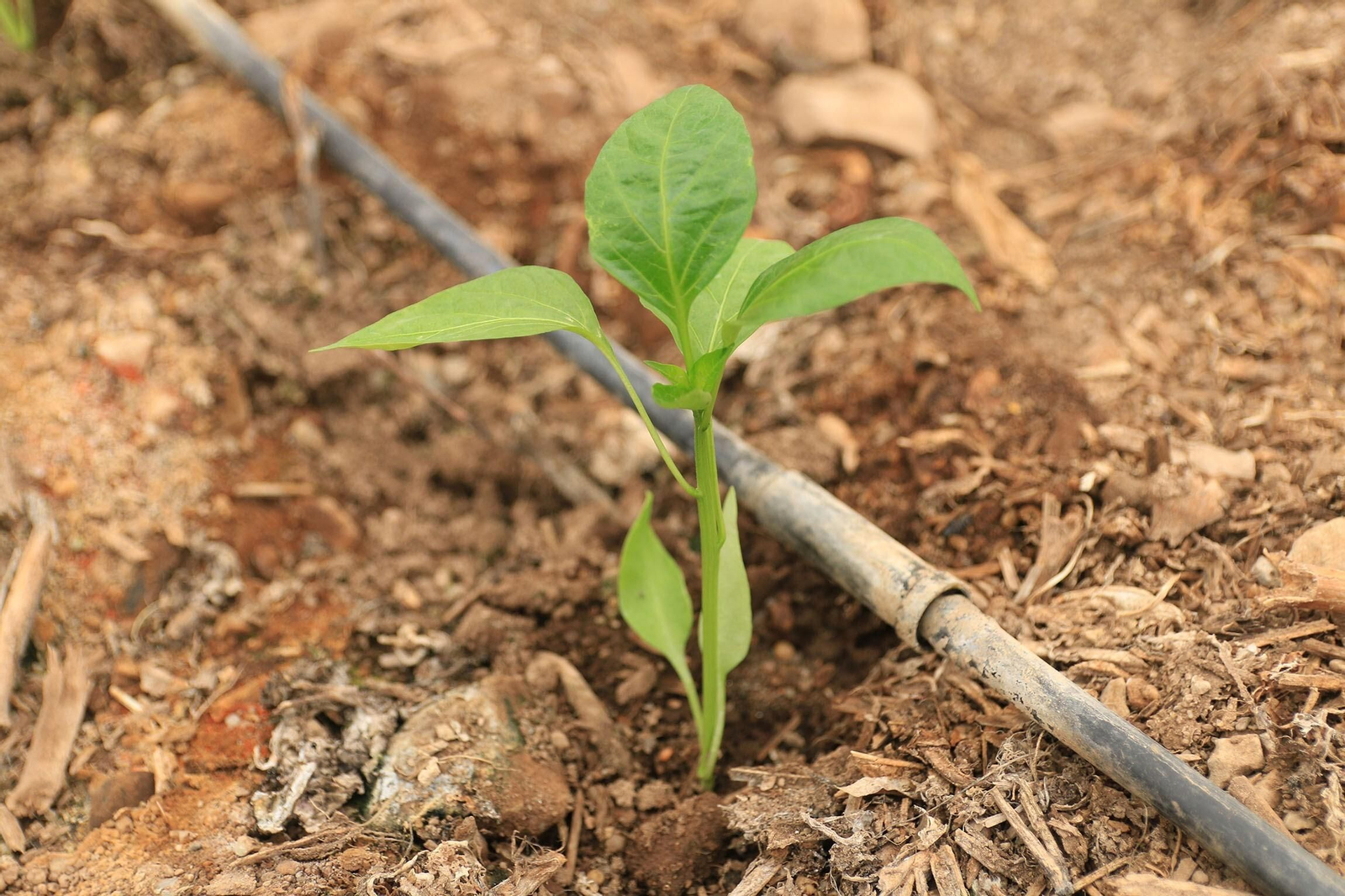 Vea los famosos pimientos tempranos de los campos de Dalías