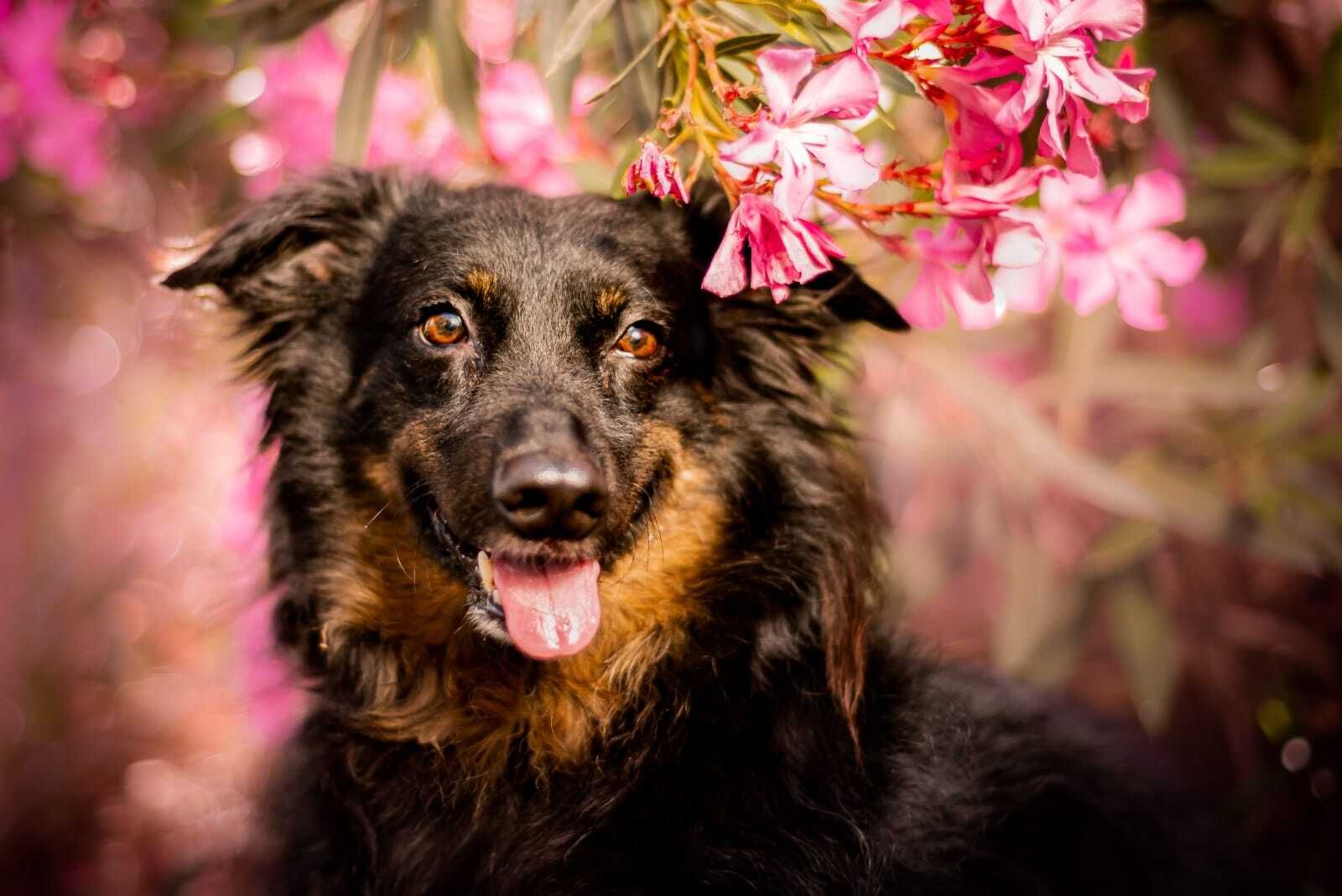 Álbum de las mascotas fotografiadas por 'El fotógrafo de mascotas'