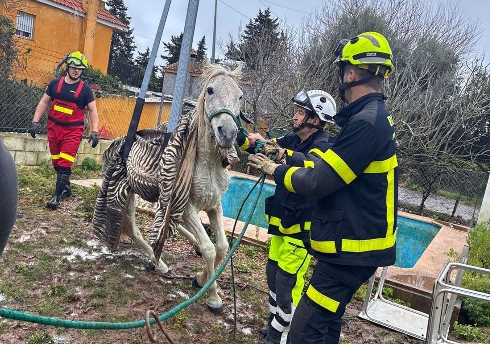 El caballo, tras ser rescatado de la piscina en El Puerto por bomberos de la localidad y de Jerez
