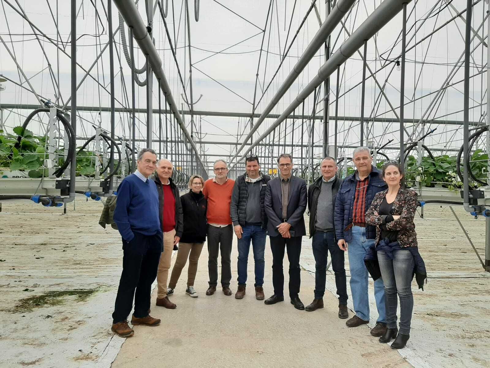 El grupo hispano-francoitliano-portugués de fresa prevé la estabilización de la superficie de cultivo en esta campaña