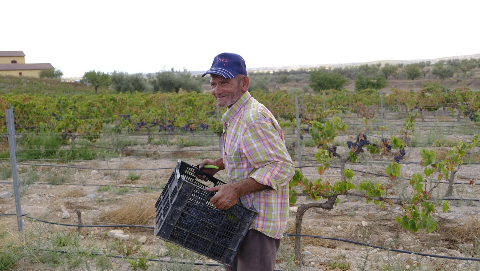 Llega la vendimia a las Bodegas Perfer, en Uleila del Campo