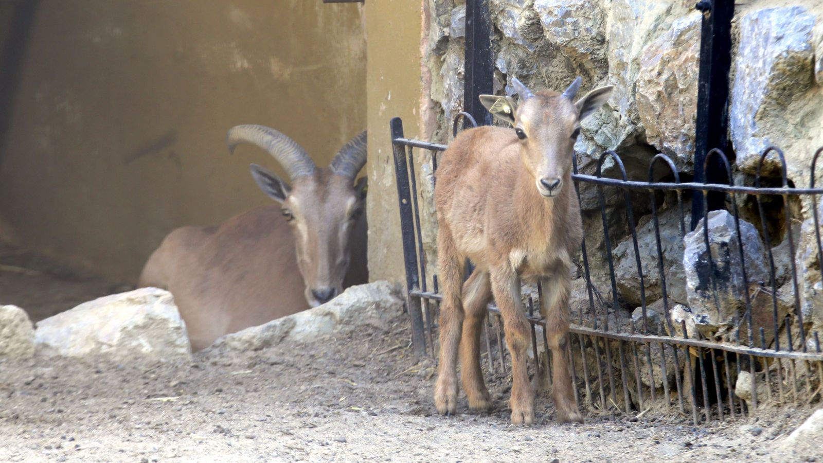 Reapertura del Zoo de Jerez