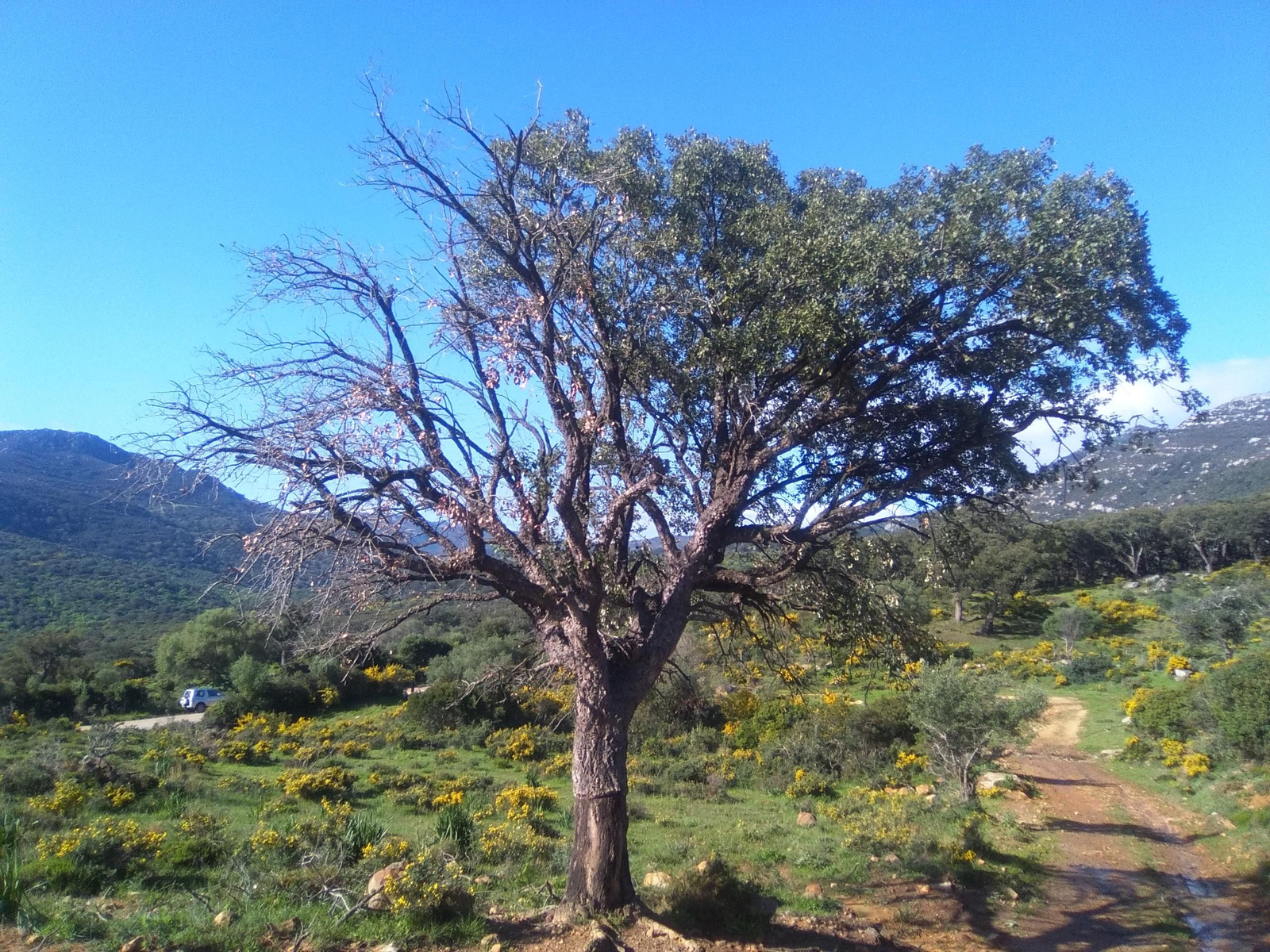 Seca del alcornocal.