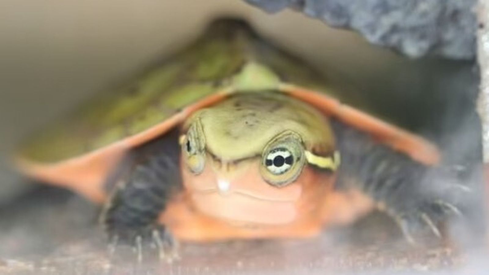 Nacen en Londres tres tortugas cabezonas en peligro de extinción