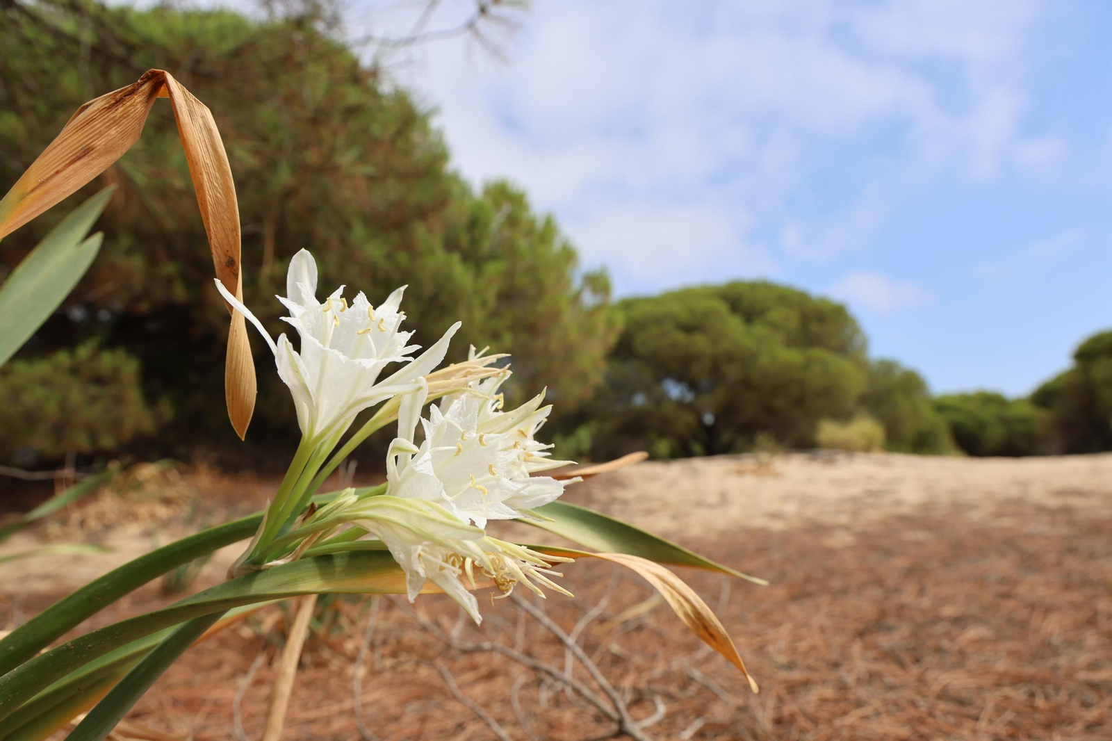 Imágenes de la diversa vegetación de las Dunas del Portil
