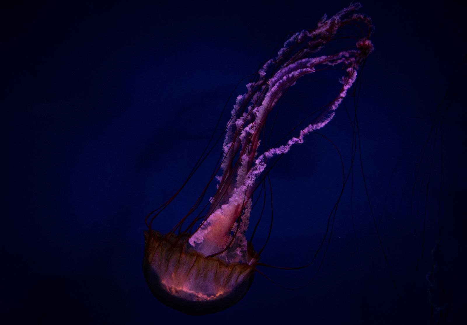 La reapertura del acuario de Sevilla, en imágenes