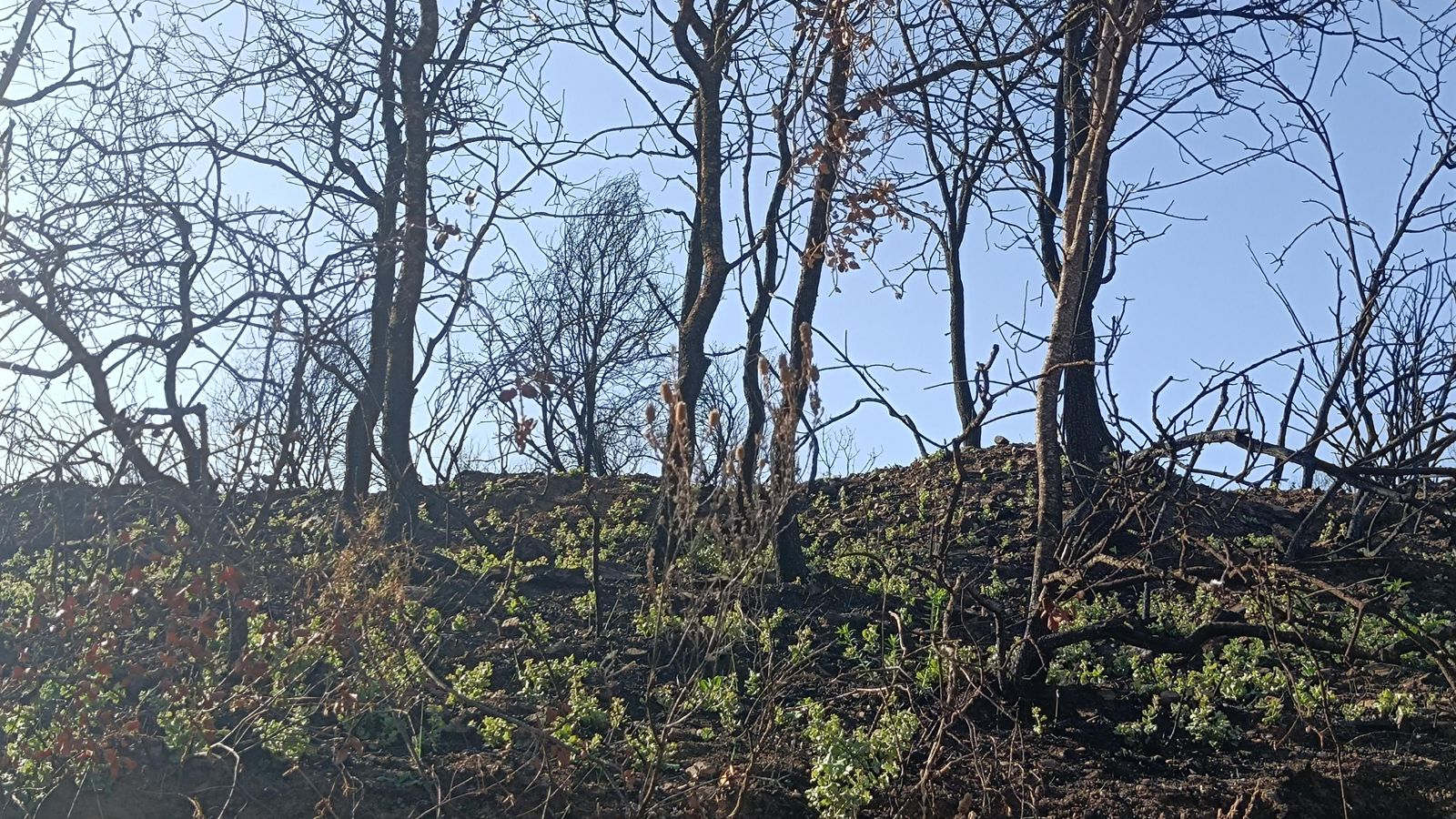 Brotes verdes en las zonas quemadas.
