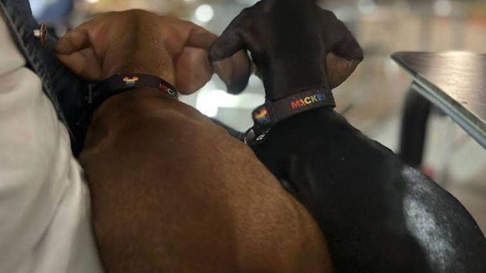 Una pareja de perros en La Embajada, restaurante en Jerez