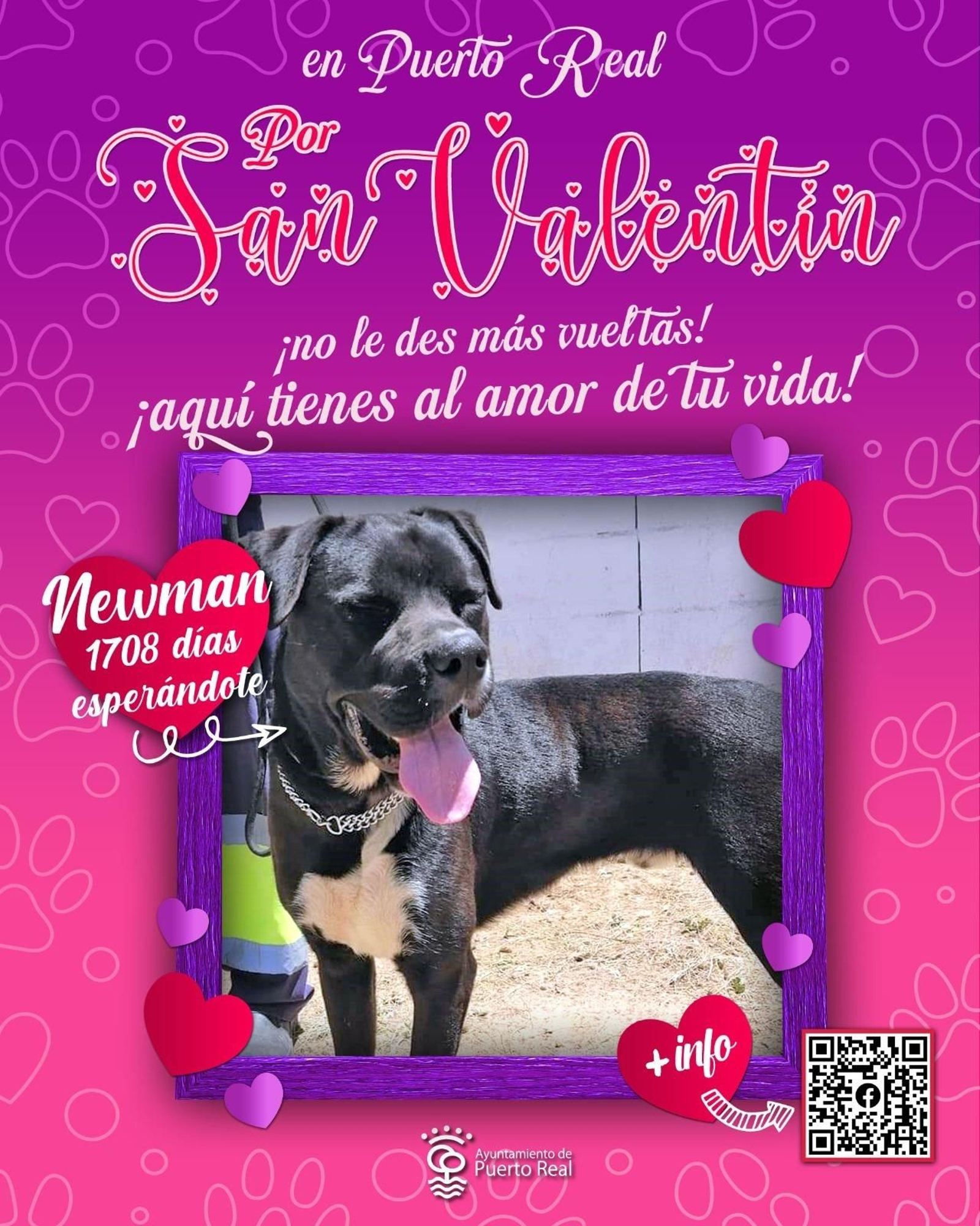 Mascota a la espera de ser adoptada