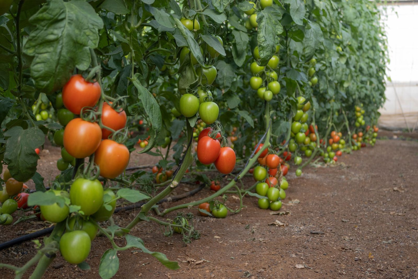Nuevo tomate Panoramix.