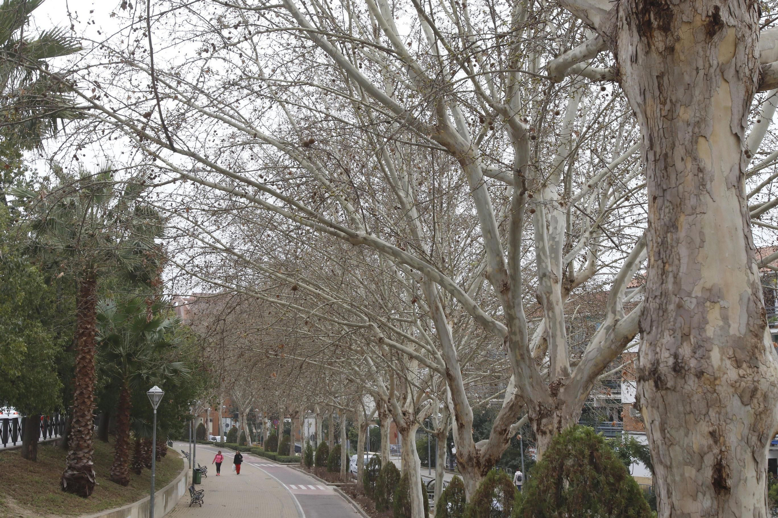 Plátanos de sombra en la avenida del Corregidor.