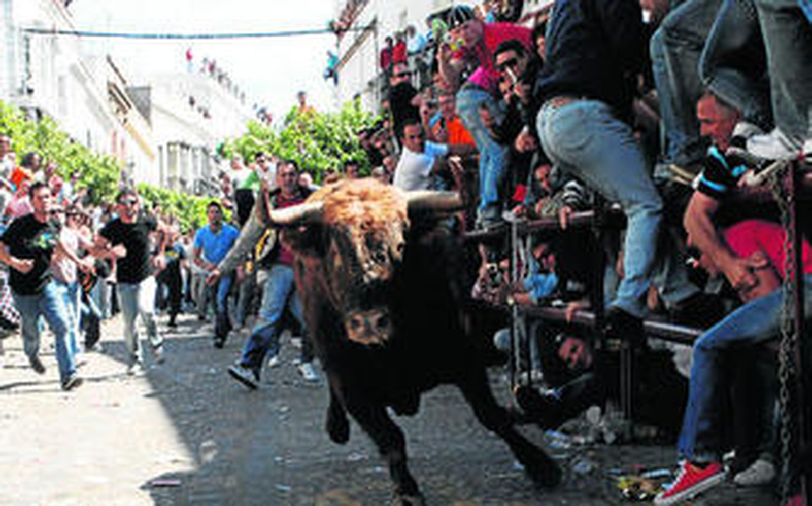 El segundo de los toros enfila la calle Corredera de Arcos mientras que algunos corredores se protegen en las vallas.