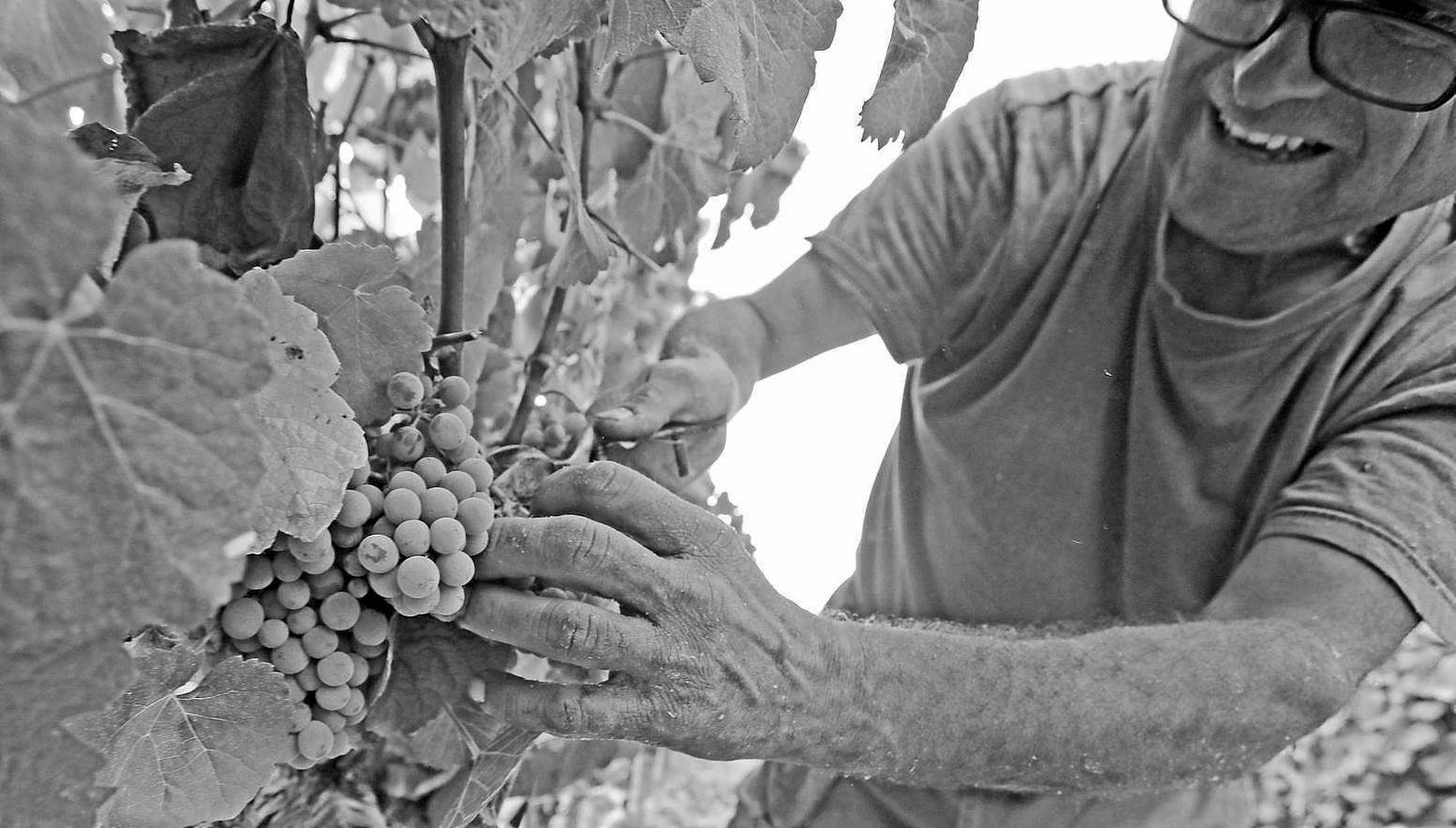 Un cortador de la cuadrilla del Cortijo de la Jara en el inicio de la recolección.