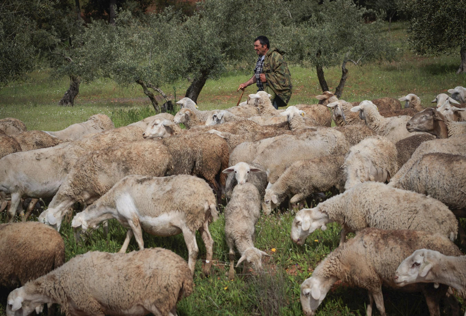 Ovejas en la dehesa granadina. Ovejas en la dehesa granadina.
