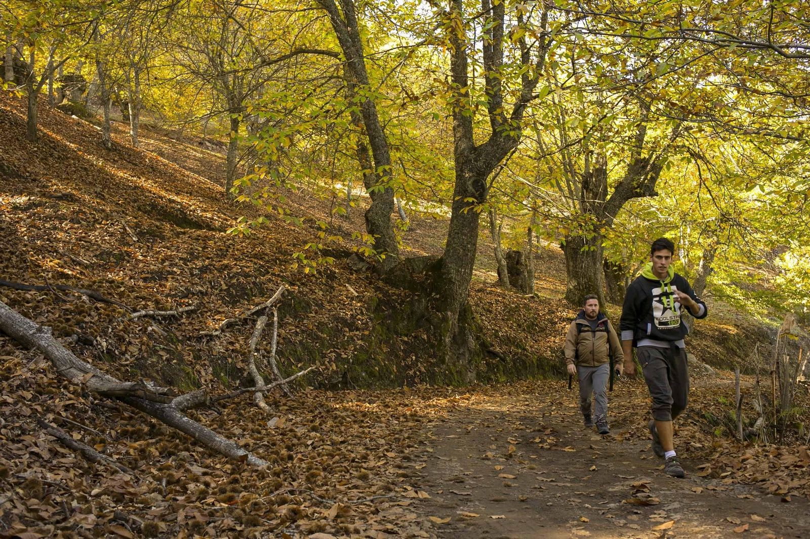 El bosque de cobre del Genal