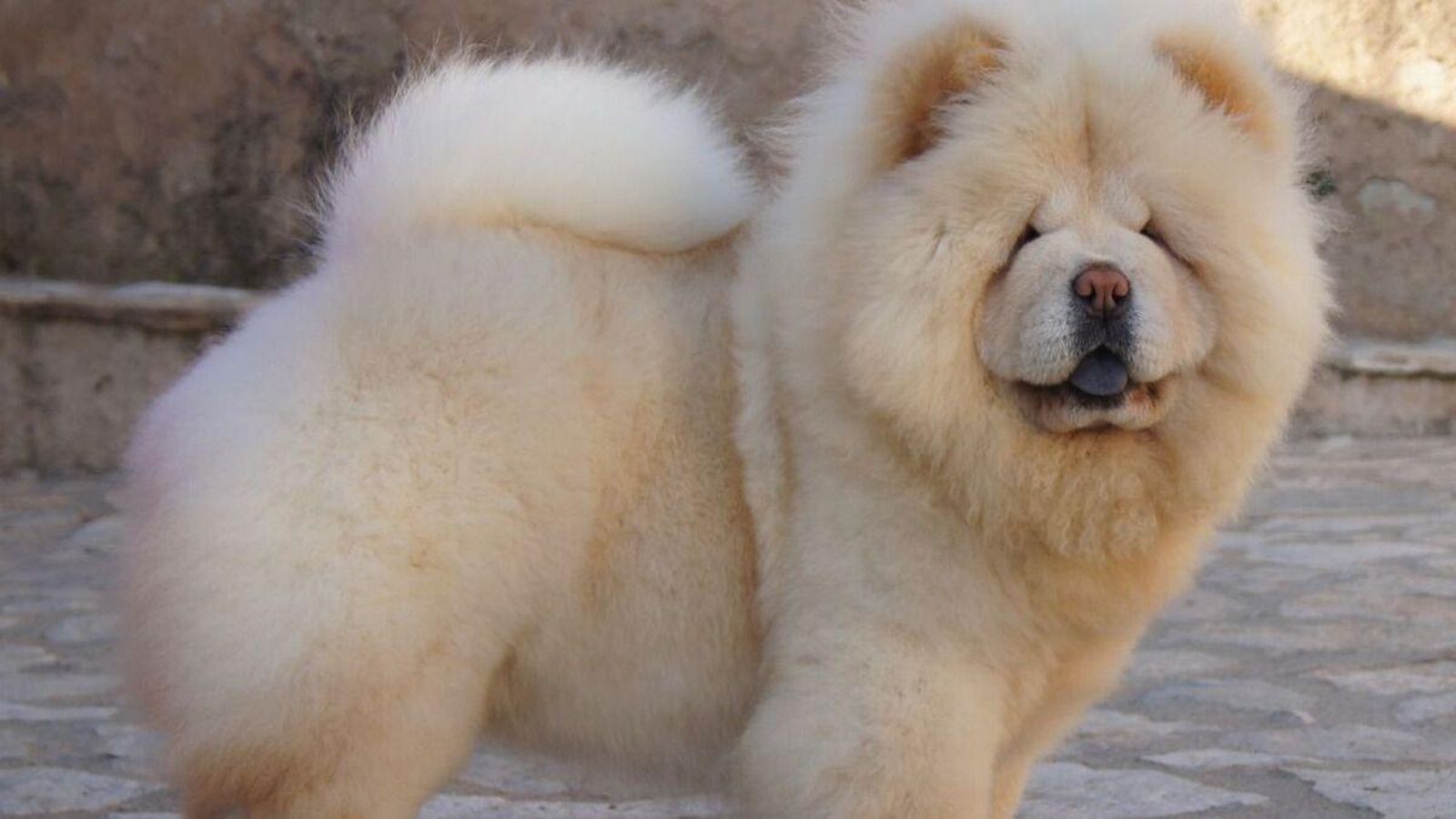 chow chow