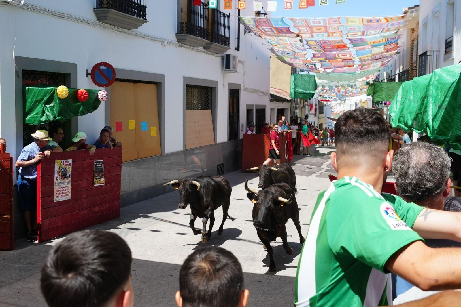 Las mejores imágenel del encierro de vaquillas de El Viso
