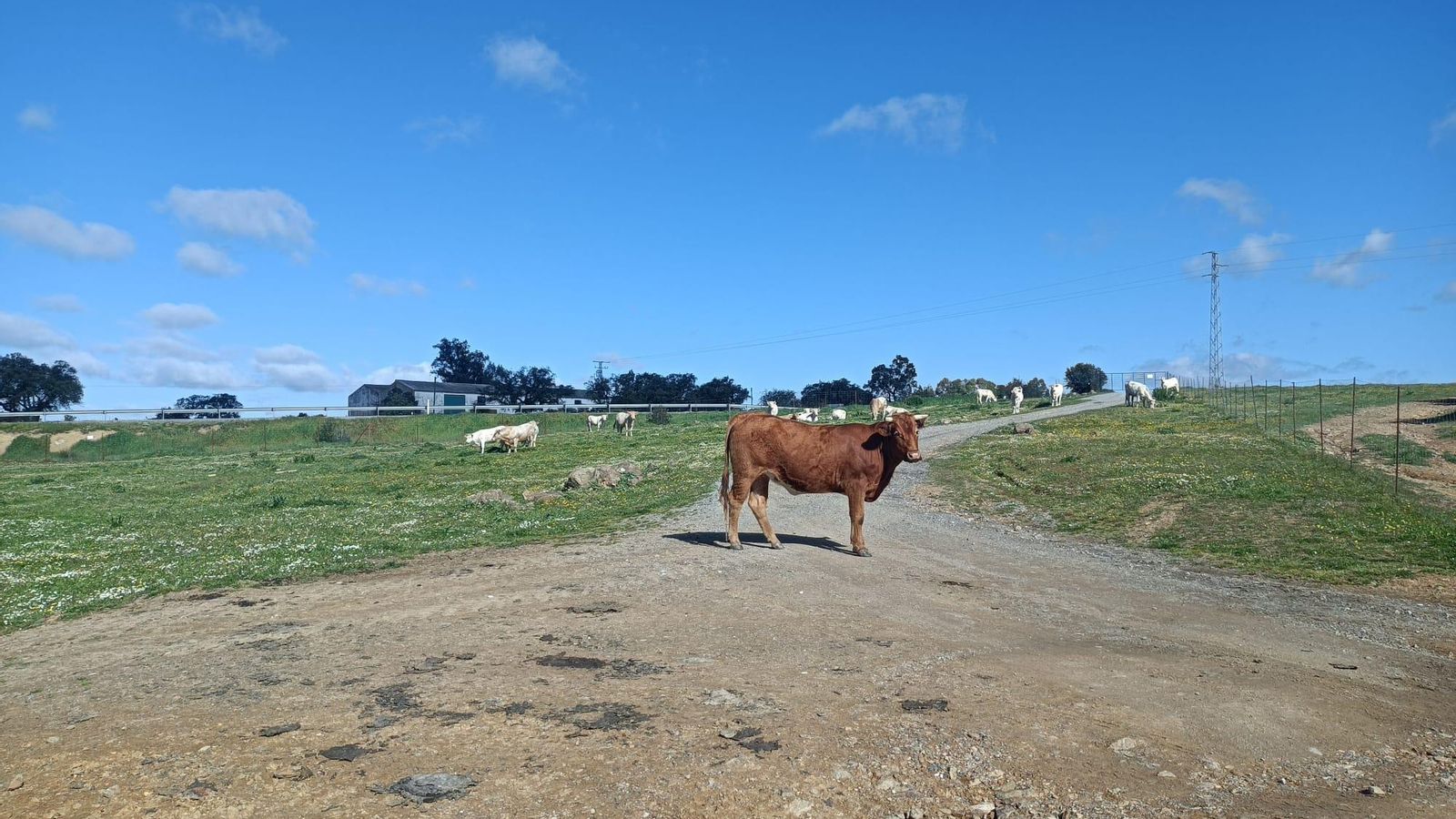 Ganado vacuno suelto en la Dehesa del Tintillo.