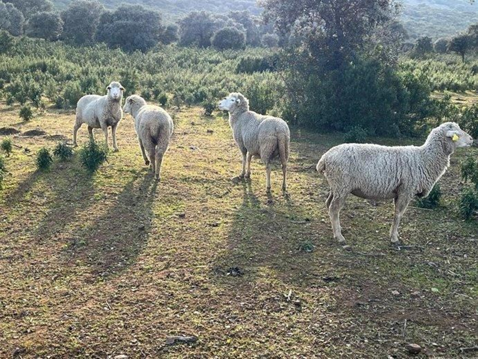 Ganado bovino afectado.