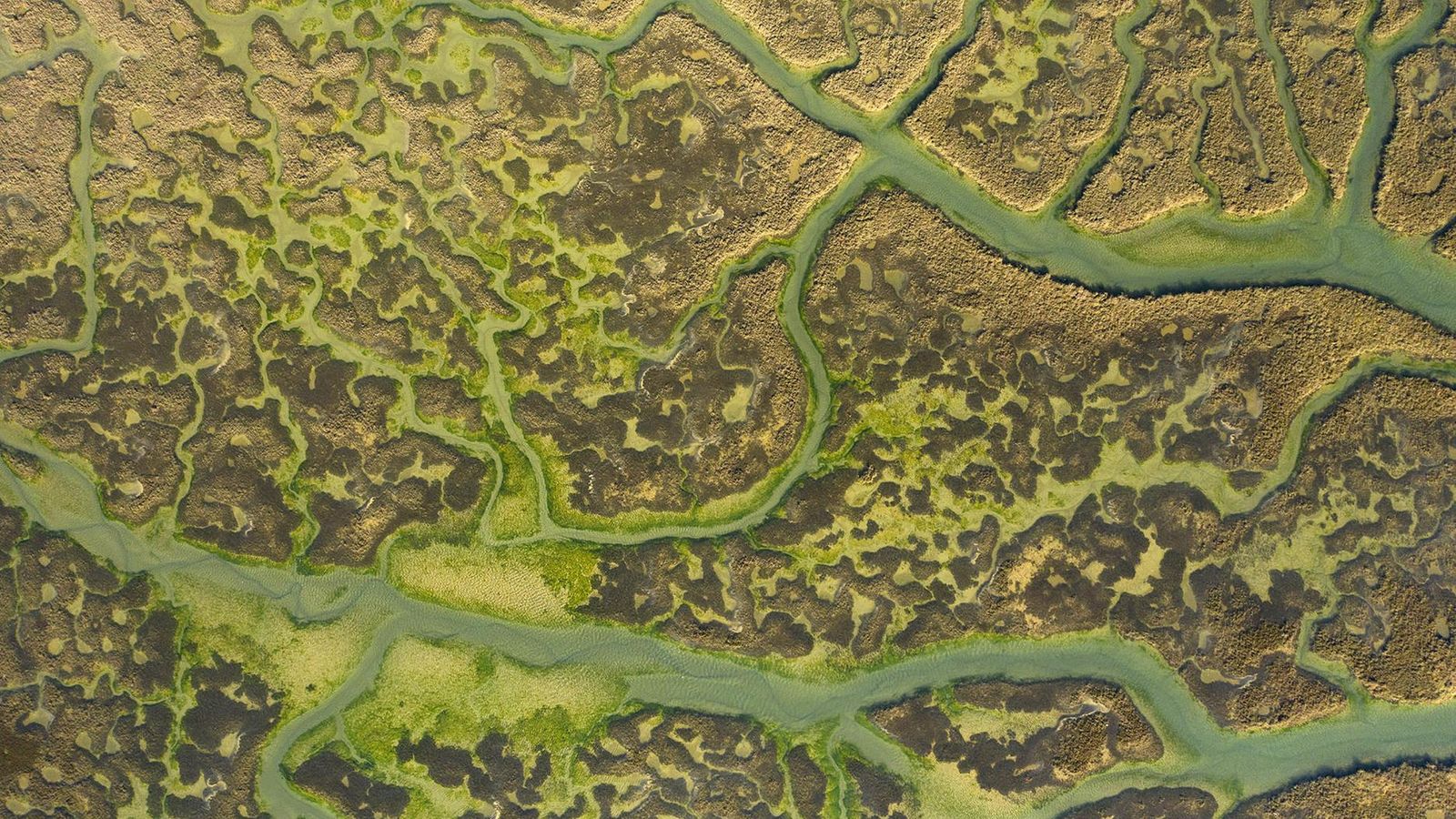 Marismas del Barbate.