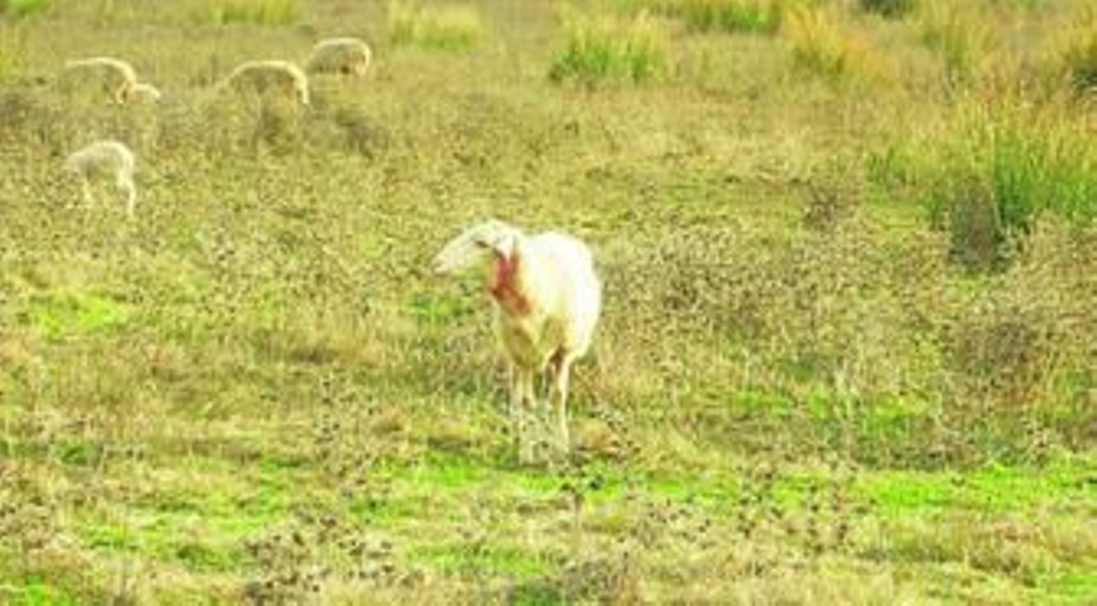 1. Una de las ovejas que sufrió mordiscos, con el cuello ensangrentado en medio de la finca privada. 2. Detalle de las pérdidas de fluidos de una oveja. 3. Uno de los animales preñados que fue atacado por los perros.  4. Un borrego muerto tras ser atacado por canes.