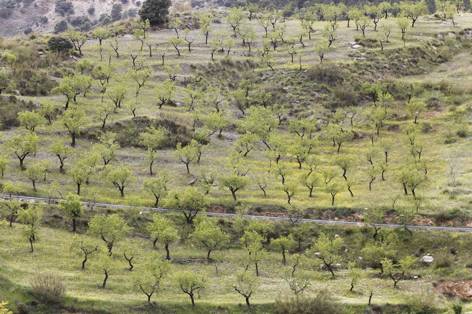 Naturaleza desconfinada. La Roza (Abrucena)