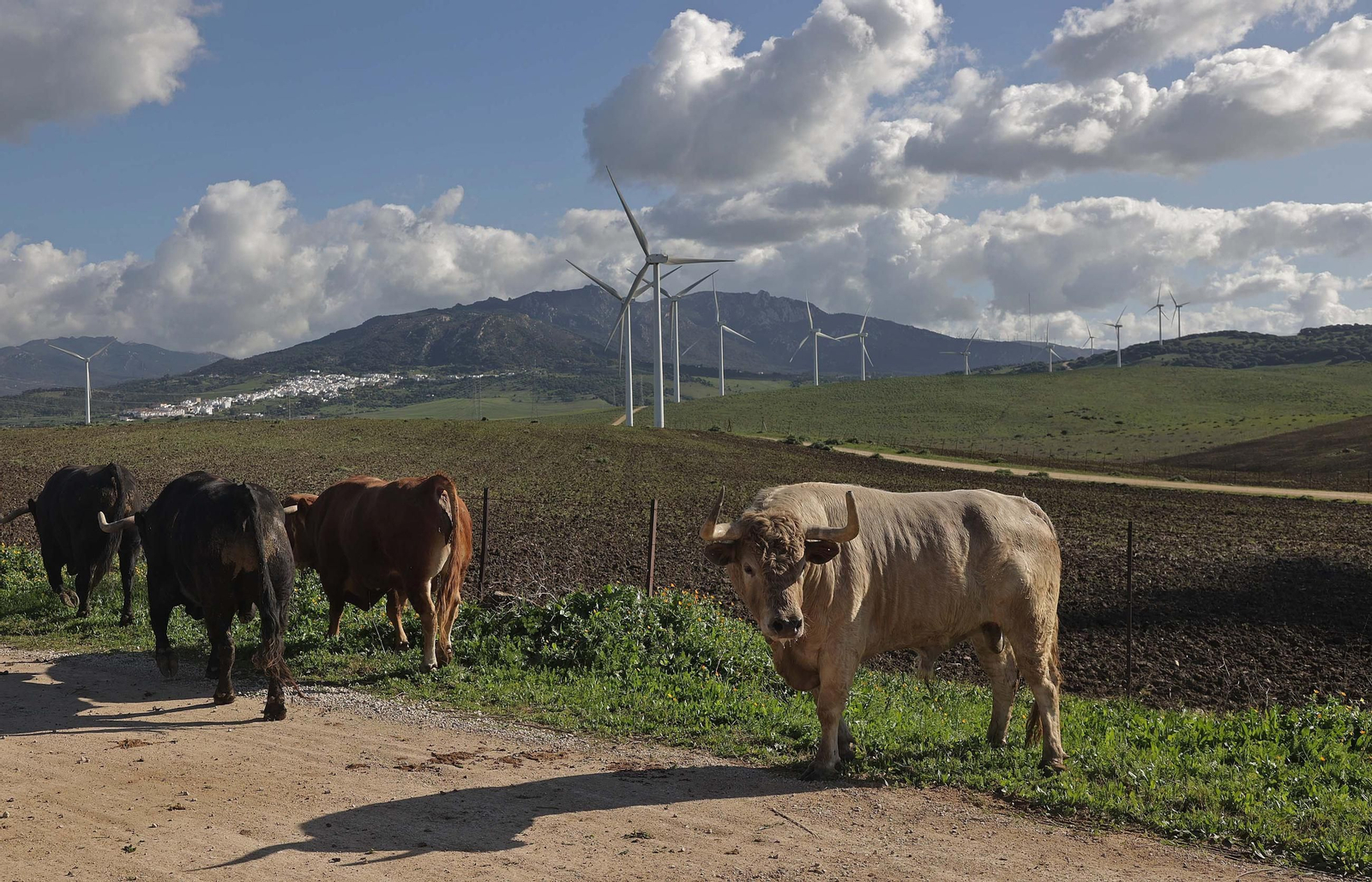 Álvaro Núñez Benjumea debuta este 2025 en Pamplona como gran sorpresa ganadera de los sanfermines, en imágenes