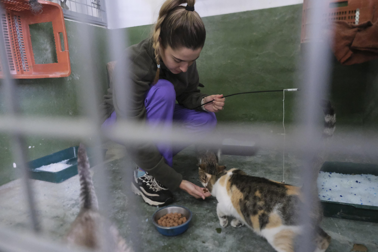 Un paseo por el Centro de Salud y Bienestar Animal de Córdoba, en imágenes