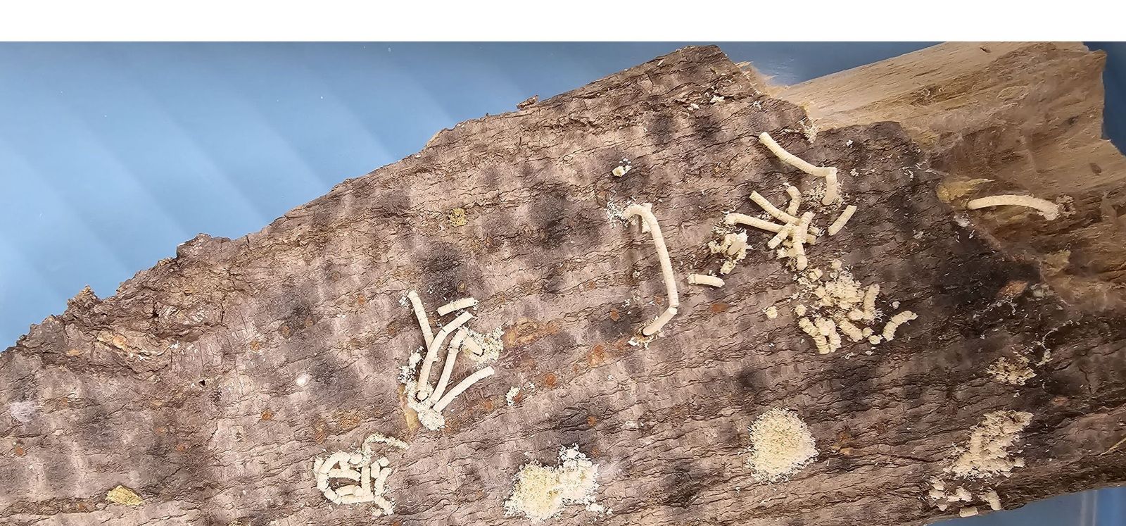 Imagen del tronco de un árbol afectado por el escarabajo de la ambrosía en Granada.