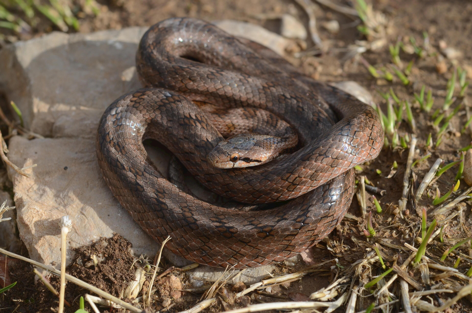Culebra lisa meridional. Laderas montañosas. También se pueden encontrar en zonas de costa con roca. En estado adulto tiende a medir ligeramente más de medio metro. No tiene veneno y ni siquiera suele morder al ser capturada.