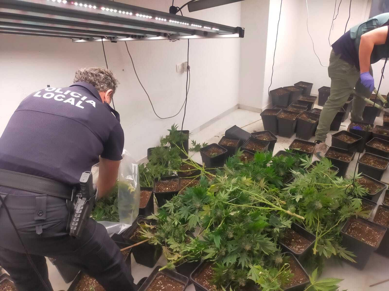 Imagen de la plantación el Huétor Vega. Imagen de la plantación el Huétor Vega.
