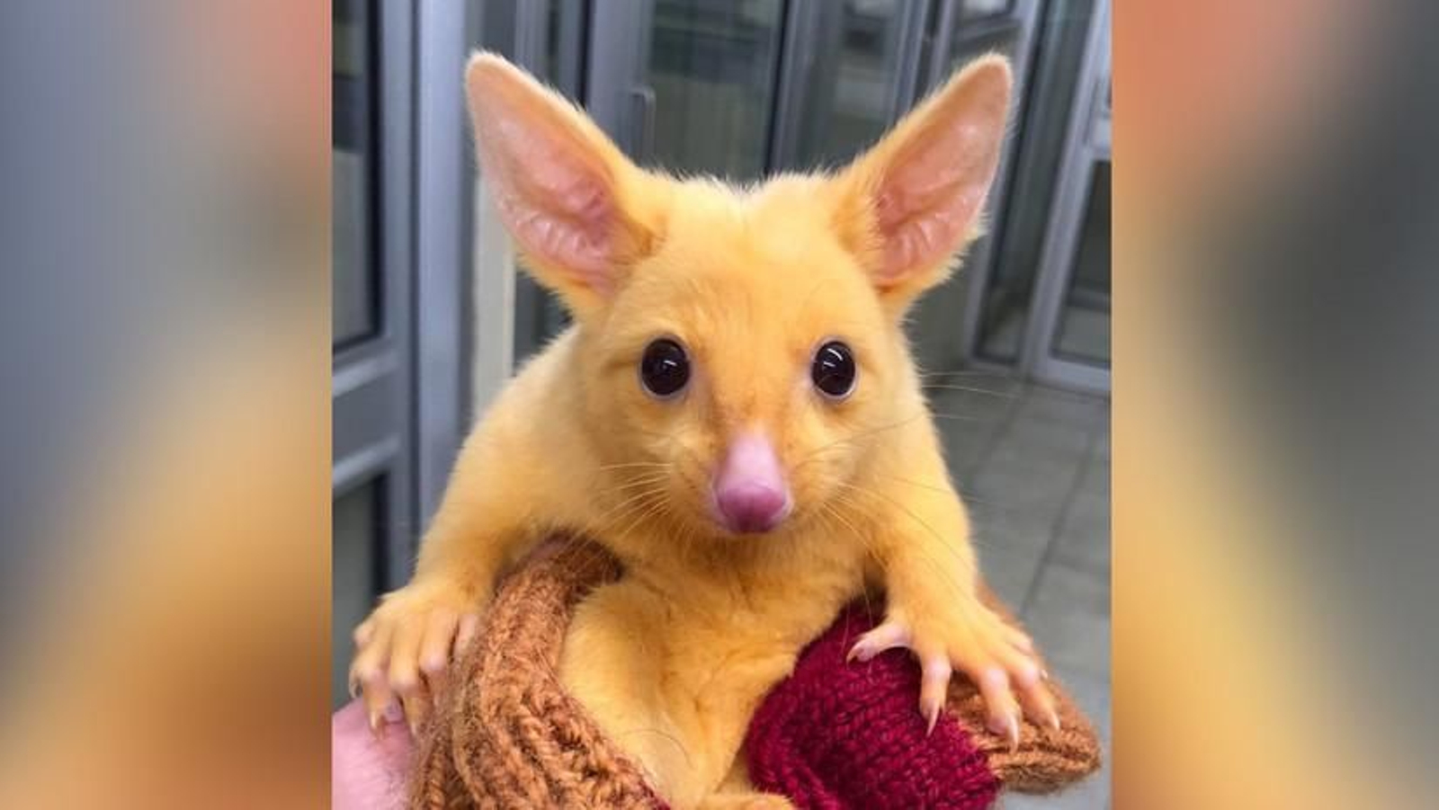 Pikachu es una zarigüeya