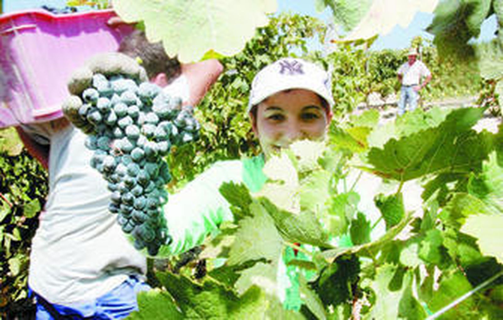 Las bodegas califican esta campaña como buena en comparación con la anterior.