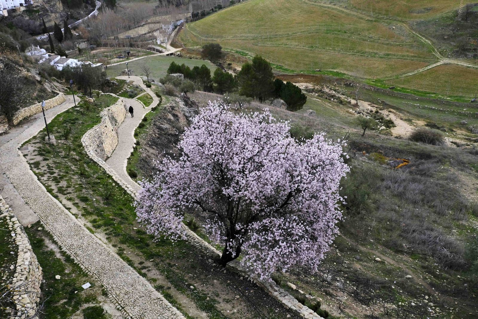 Así lucen los almendros del interior de Málaga en plena floración