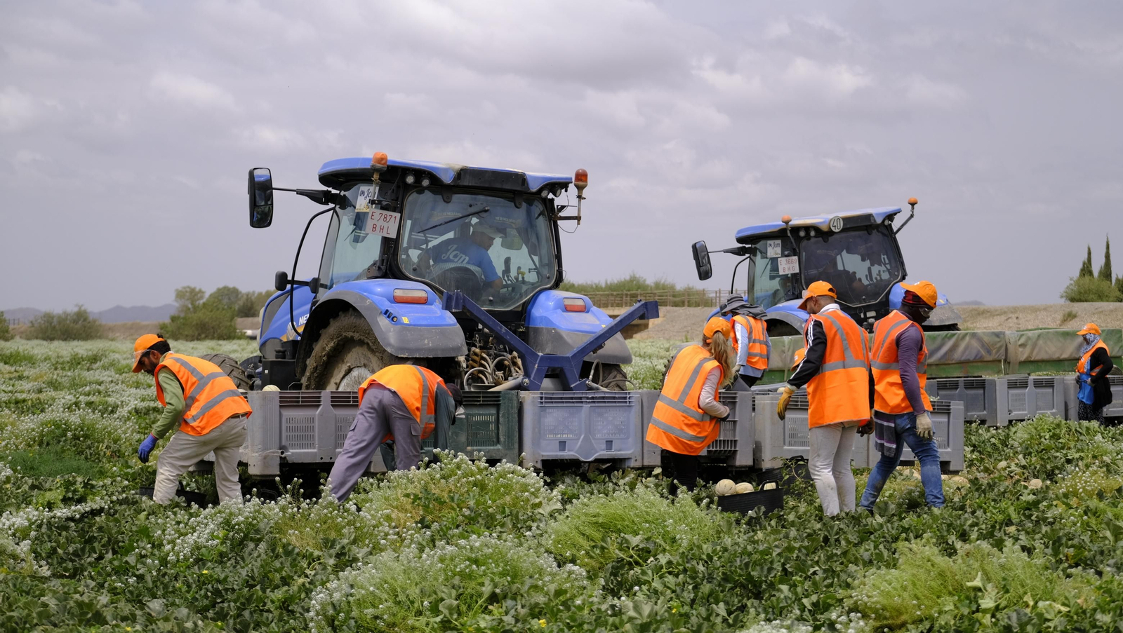 La sandía y el melón de Huércal Overa, manjares en imágenes